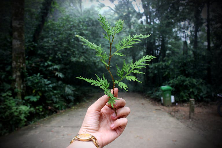 A hand holding a green fern leaf on a forest path, illustrating nature and growth.